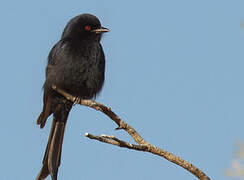 Fork-tailed Drongo