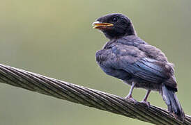 Drongo bronzé