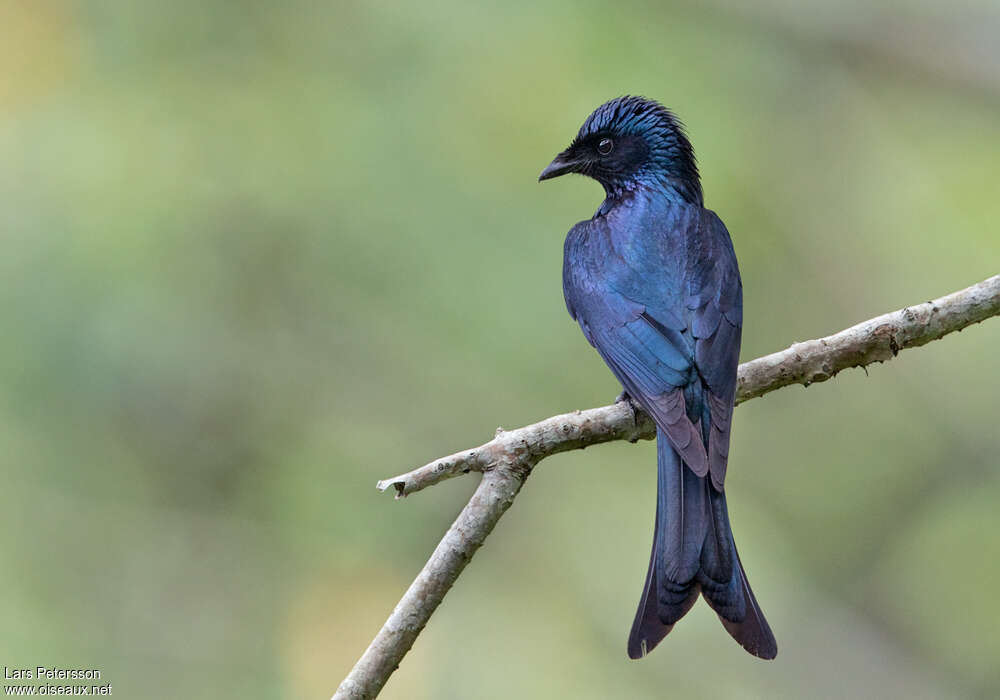 Drongo bronzéadulte