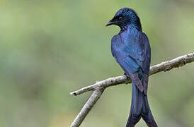 Drongo bronzé