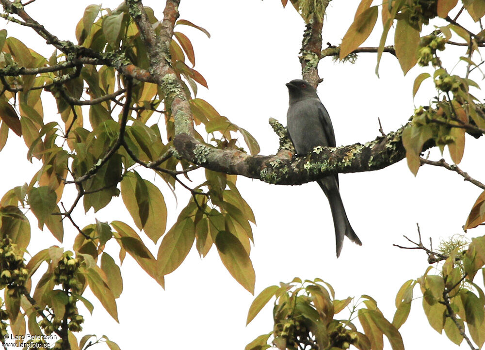 Drongo cendré