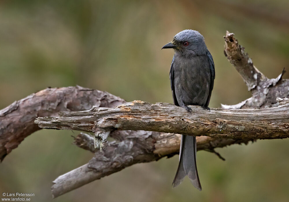 Drongo cendré