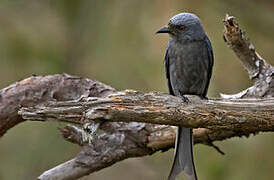 Drongo cendré