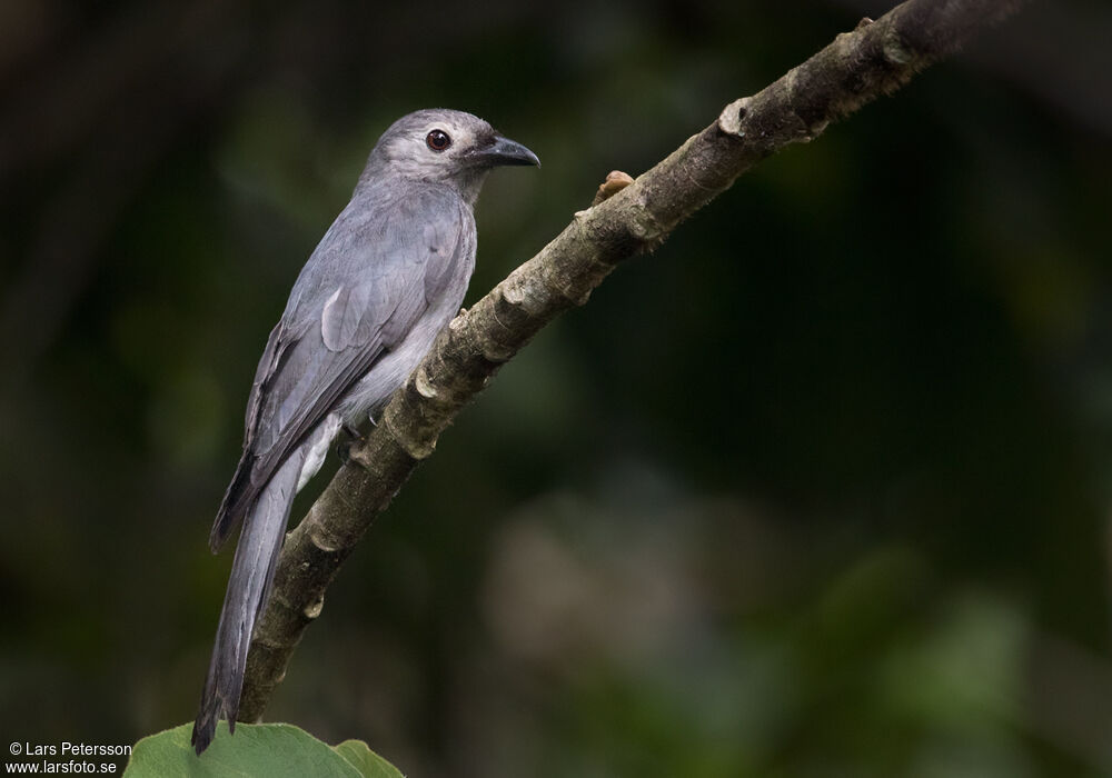 Drongo cendré