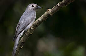 Drongo cendré