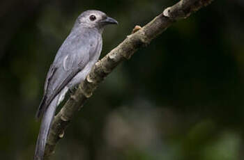 Drongo cendré