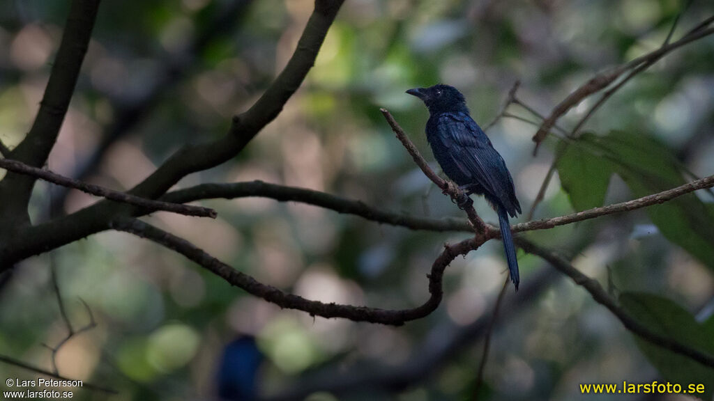 Shining Drongo