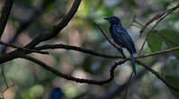 Drongo de forêt