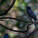 Drongo de forêt