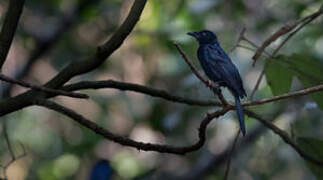 Shining Drongo