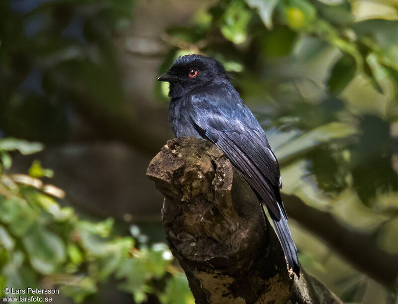 Square-tailed Drongo