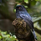 Drongo de Ludwig
