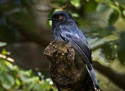 Common Square-tailed Drongo