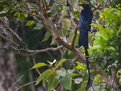 Drongo de Nouvelle-Irlande