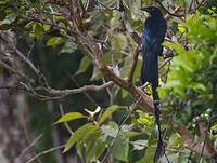 Drongo de Nouvelle-Irlande