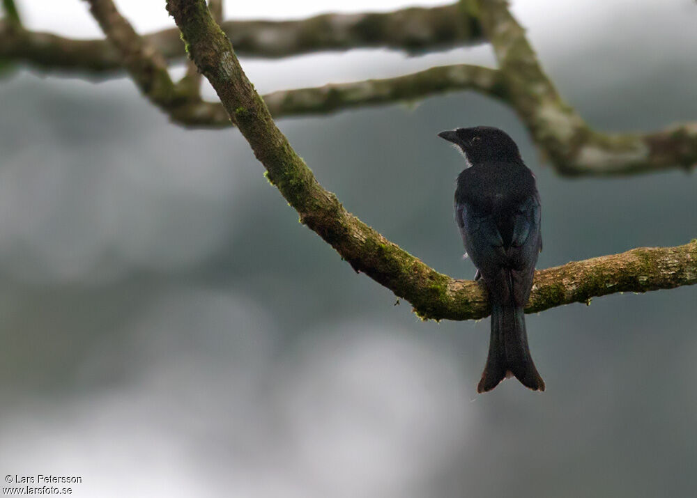 Velvet-mantled Drongo