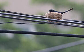 Black Drongo