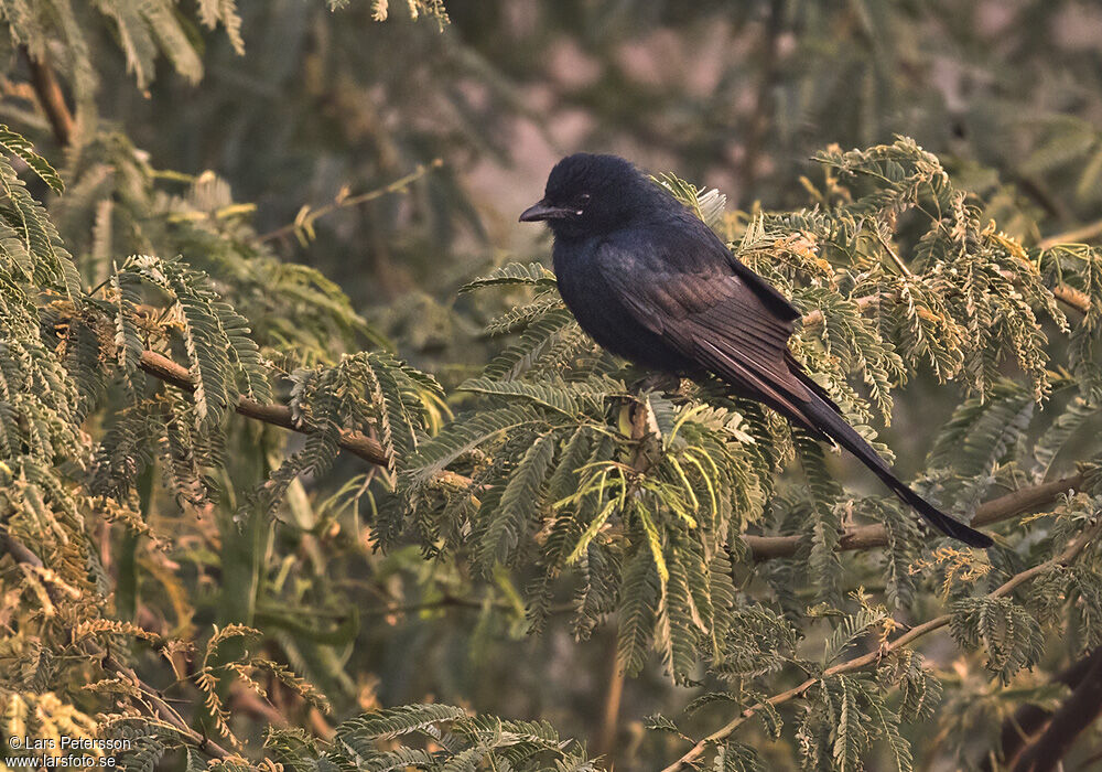 Black Drongo