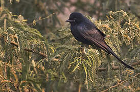 Drongo royal