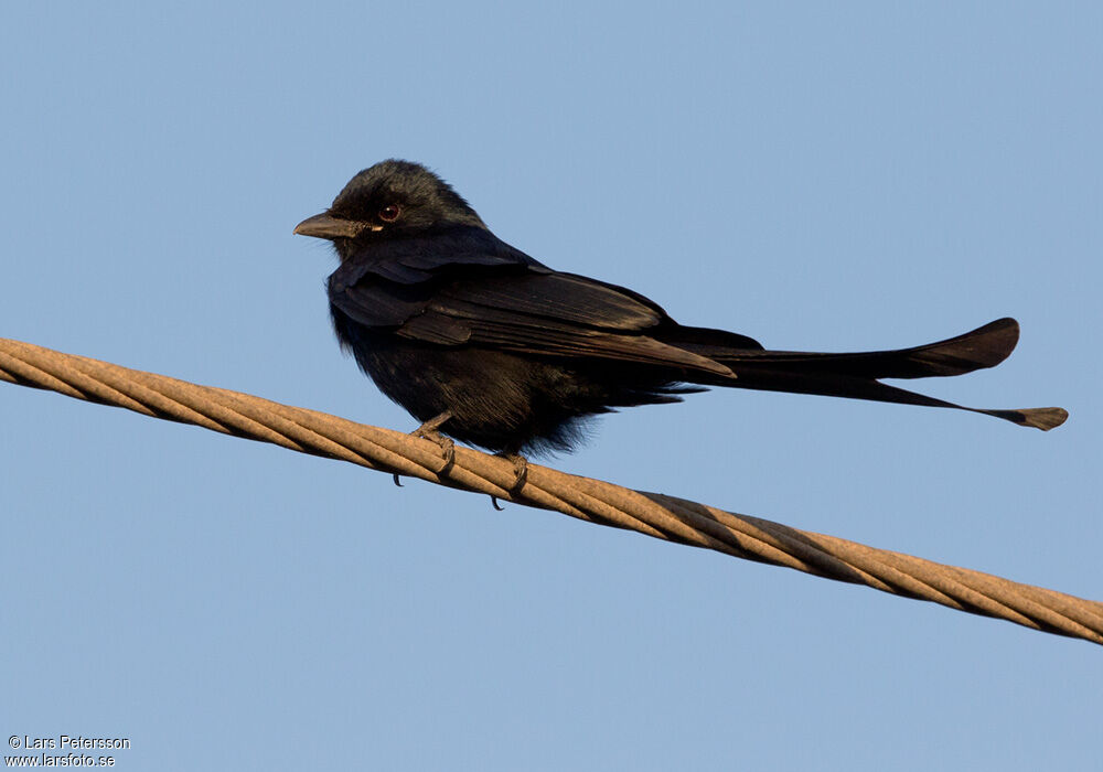 Drongo royal