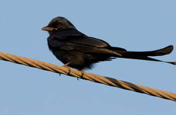 Drongo royal