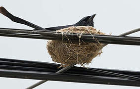 Black Drongo