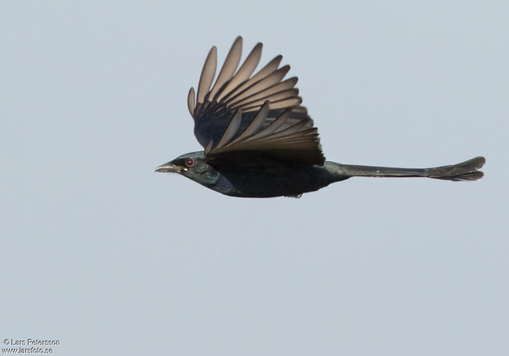 Black Drongo