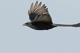 Black Drongo