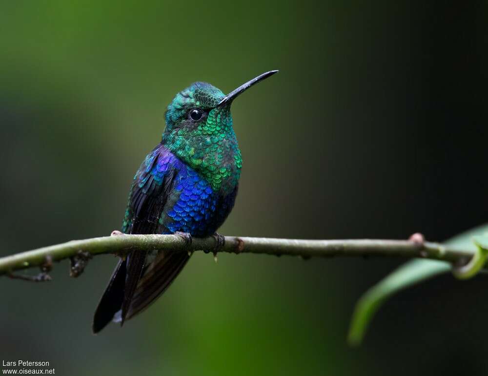 Crowned Woodnymph male adult, pigmentation