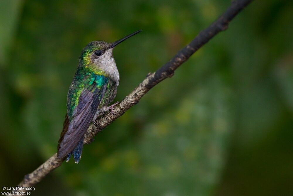 Crowned Woodnymph