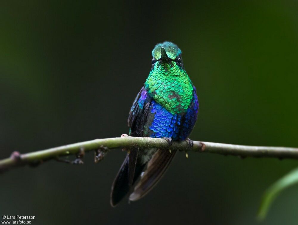 Crowned Woodnymph