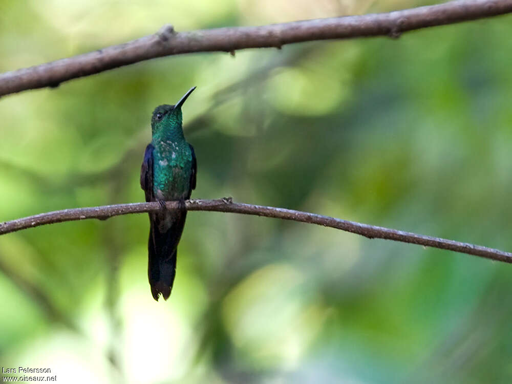 Long-tailed Woodnymph