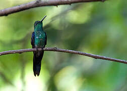 Long-tailed Woodnymph