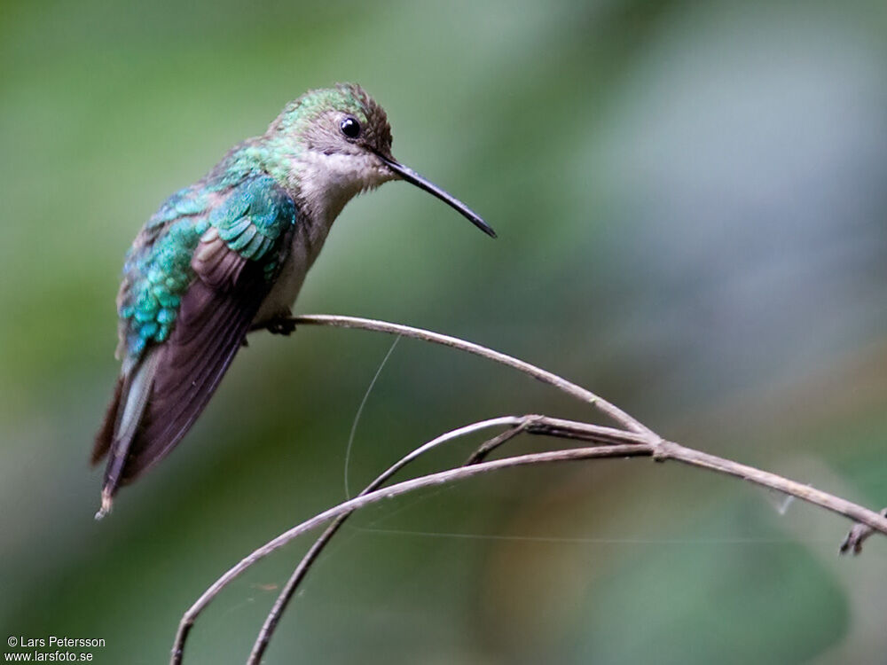 Long-tailed Woodnymph