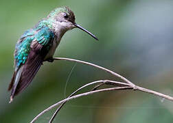 Long-tailed Woodnymph