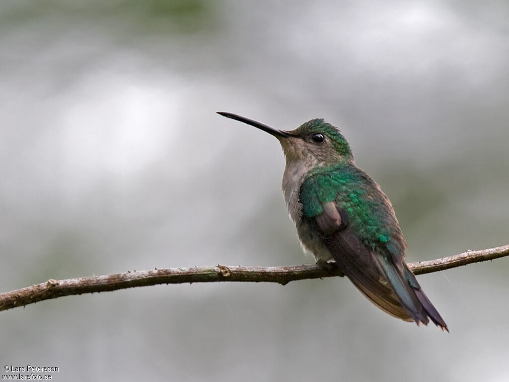 Violet-capped Woodnymph