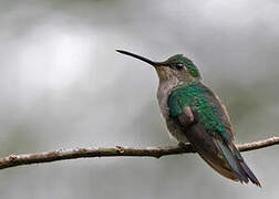 Violet-capped Woodnymph