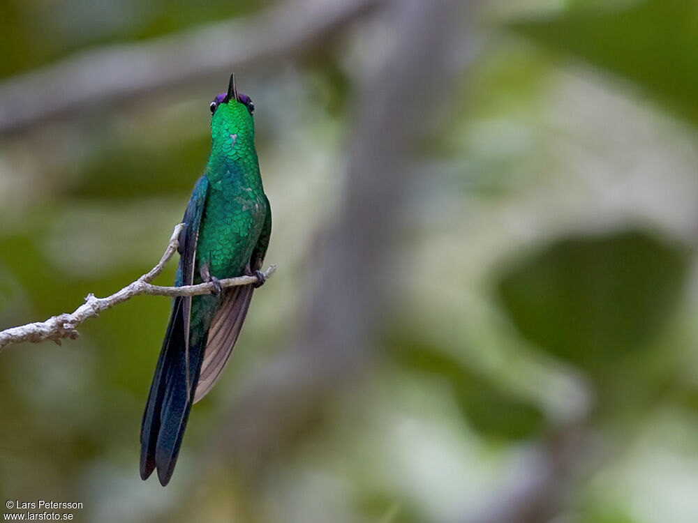 Violet-capped Woodnymph