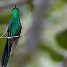 Dryade glaucope
