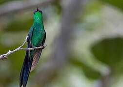 Violet-capped Woodnymph