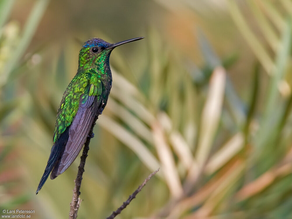 Violet-capped Woodnymph