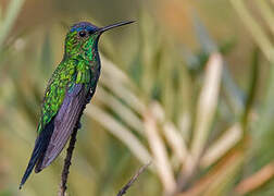 Violet-capped Woodnymph