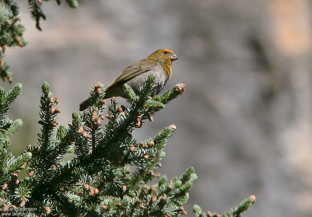 Crimson-browed Finch