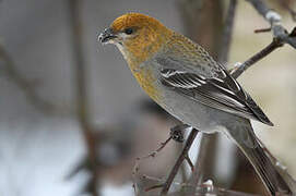 Pine Grosbeak