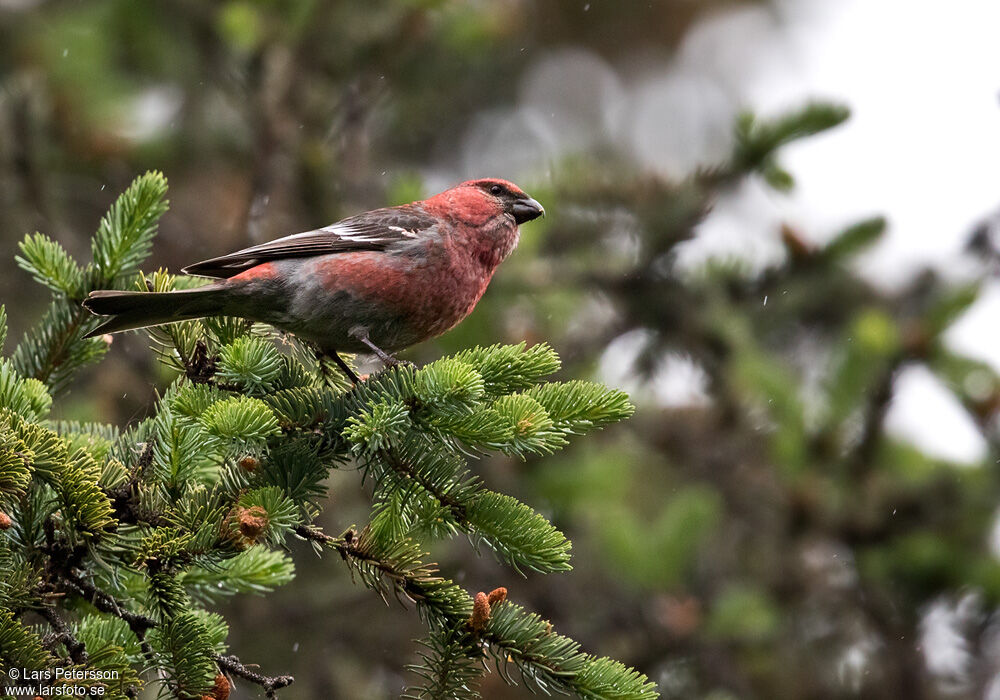 Pine Grosbeak