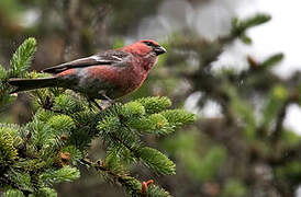 Pine Grosbeak