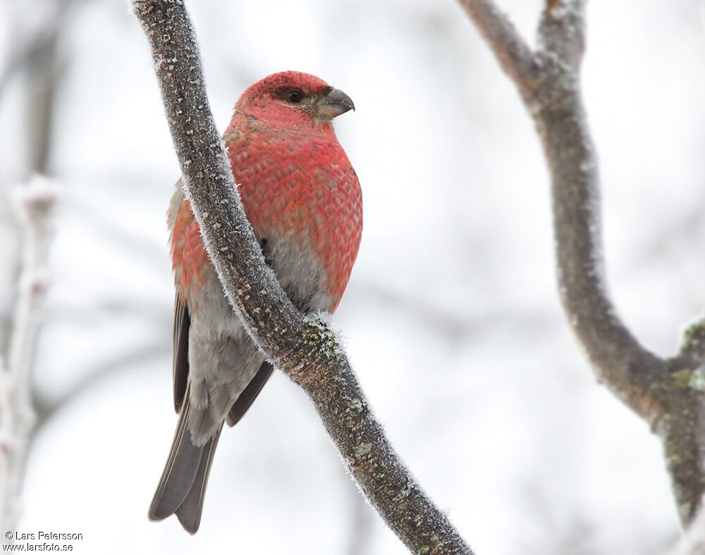 Pine Grosbeak