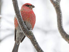 Pine Grosbeak