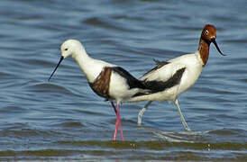 Banded Stilt