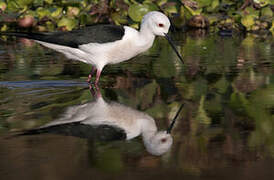 Black-winged Stilt